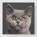 Search for shorthair clocks Animals