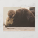 Search for pup postcards Beach