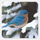 Search for bluebirds stickers Winter