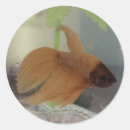 Search for betta stickers Fish