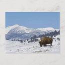 Search for usa american postcards Nature