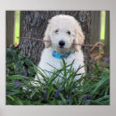 Search for labradoodle dog posters Goldendoodle