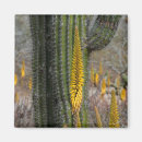 Search for agave magnets Desert