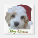 Search for chasing magnets Dog