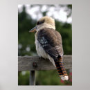 Search for kookaburras posters Laughing kookaburra