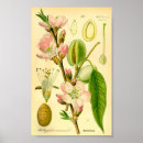 Search for nuts posters Kitchen