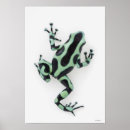 Search for poison dart frog posters Cold blooded