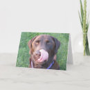Search for chocolate lab birthday cards Funny