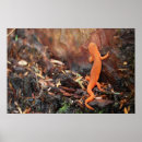 Search for salamander posters Nature