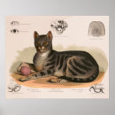 Search for feline anatomy posters Skull