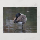 Search for conservation horizontal postcards Environmental