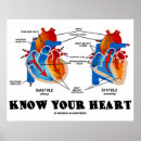 Search for human heart posters Anatomical