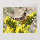 Search for butterfly postcards Photography
