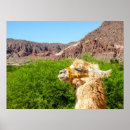 Search for salta posters Horizontal