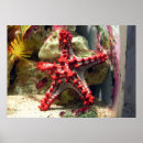 Search for neon fish posters Tropical