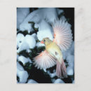 Search for wingspan postcards Flight