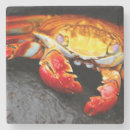 Search for marine coasters Animal