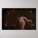 Search for neuron posters Horizontal