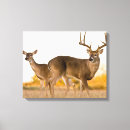 Search for wild deer canvas prints Texas
