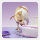 Search for dog chihuahua stickers Birthday