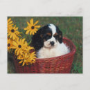 Search for basket postcards Puppies