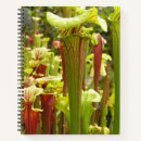 Search for flava Sarracenia