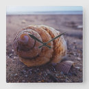 Search for spiral clocks Ocean