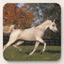 Search for arab horse coasters Bob langrish