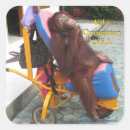 Search for aps stickers Primates