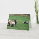 Search for border collie cards Herding