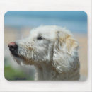 Search for labradoodle electronics Pet