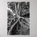 Search for tree roots posters Landscape