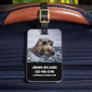 Search for wild otters Marine life