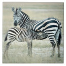 Search for environment coasters African