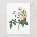 Search for wild vertical postcards Vintage