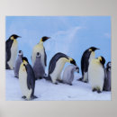 Search for antarctica penguin posters Snow