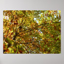 Search for fall colour posters Leaves