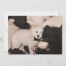 Search for dog napping cards Golden retriever