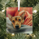 Search for chihuahua christmas tree decorations Domestic animals