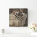 Search for hedgehog clocks Young animal