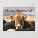 Search for humourous puns invitations Cow