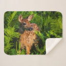 Search for danita delimont blankets Fawn