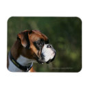 Search for profile magnets Dog