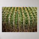 Search for barrel cactus posters Desert