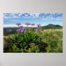 Search for agapanthus posters African lily