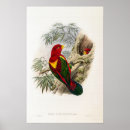 Search for lory posters Bird