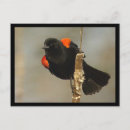 Search for blackbird postcards Animals