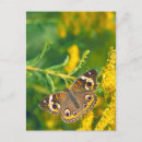 Search for buckeye postcards Butterflies