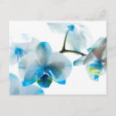 Search for orchids postcards Flower