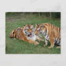 Search for tigers postcards Exotic